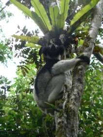 Indri au parc Mantadia
